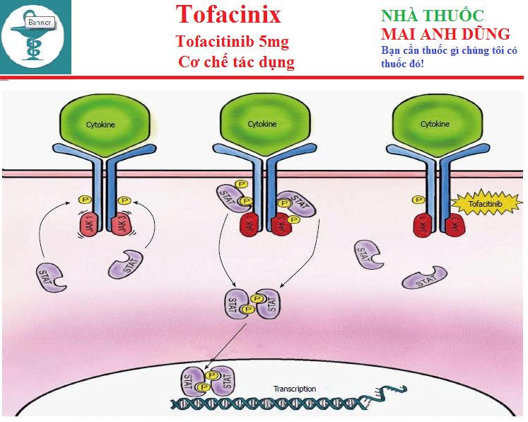Thuốc Tofacinix 5mg, 11mg Tofacitinib Tác dụng cách dùng