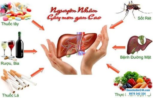 Nguyên nhân nào khiến chỉ số GGT tăng cao? Cách kiểm soát chỉ số GGT