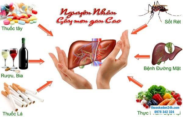 Những nguyên nhân nào khiến chỉ số ggt tăng cao?