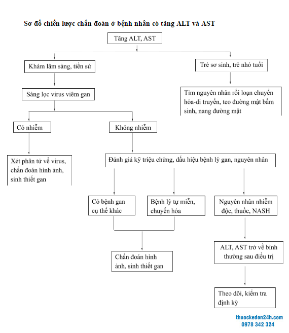 Vai trò và chức năng của men gan