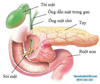 Cắt bỏ túi mật có ảnh hưởng gì đến sức khoẻ không?