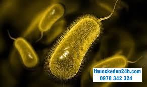 Nhiễm vi khuẩn HP