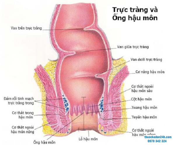 Đứt cơ thắt hậu môn