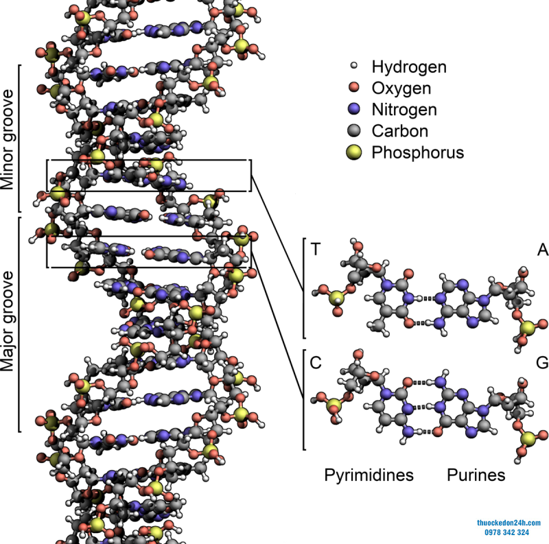 radiomic-4