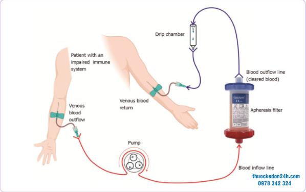co-che-cua-phuong-phap-di-chuyen-bach-cau-hat-bach-cau-don-nhan-trong-dieu-tri-viem-loet-dai-trang-1