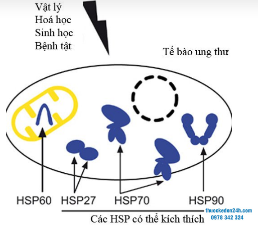 cơ chế bệnh sinh của helicobacter pylori