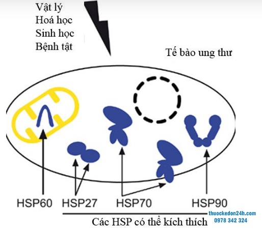 cơ chế bệnh sinh của helicobacter pylori