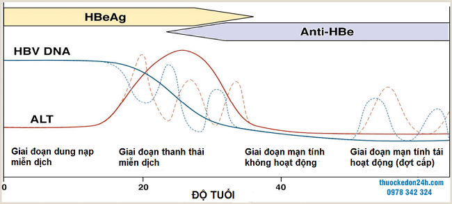 HBV mãn tính