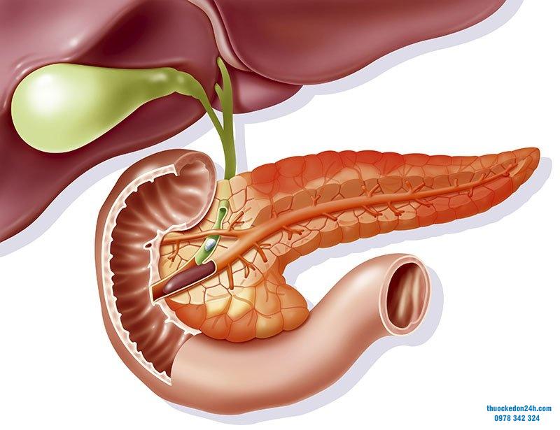 rối loạn tuyến tụy