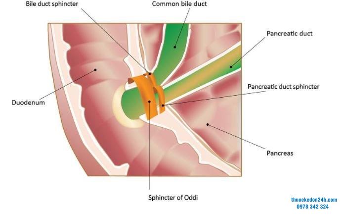 rối loạn cơ vòng Oddi