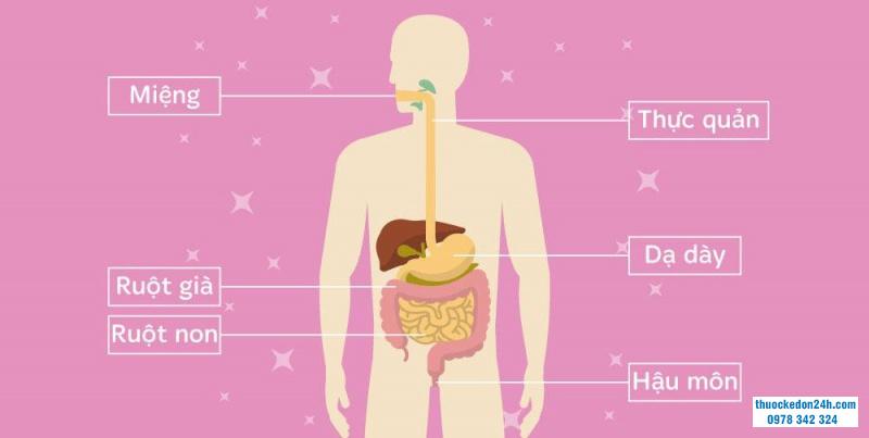 Hệ tiêu hóa cơ thể và những điều cần biết