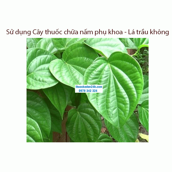 Sử-dụng-Cây-thuốc-chữa-nấm-phụ-khoa---Lá-trầu-không